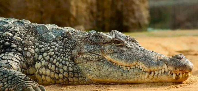 Muore a 84 anni il coccodrillo (forse) di Hitler